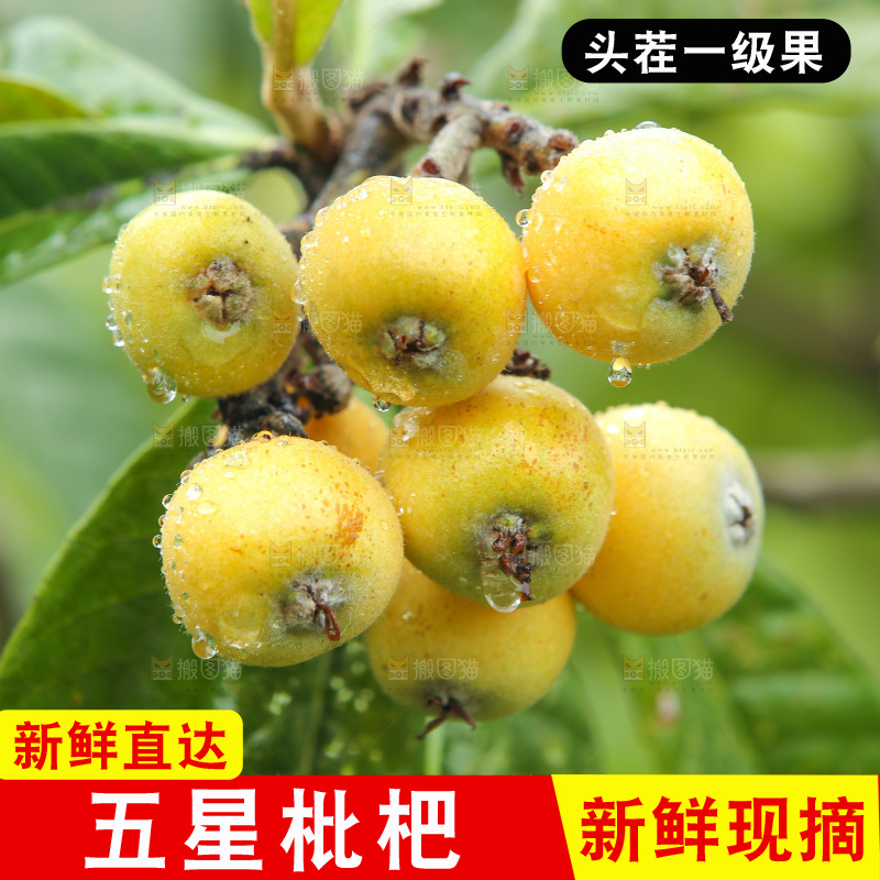 手里拿着现摘枇杷
