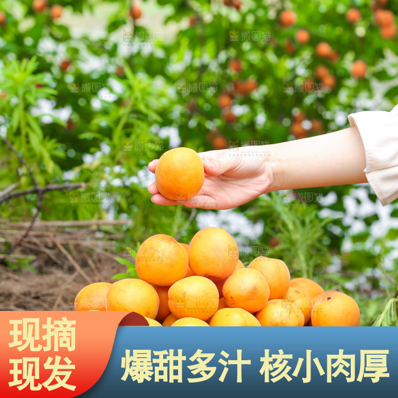 手里拿着新鲜大黄杏