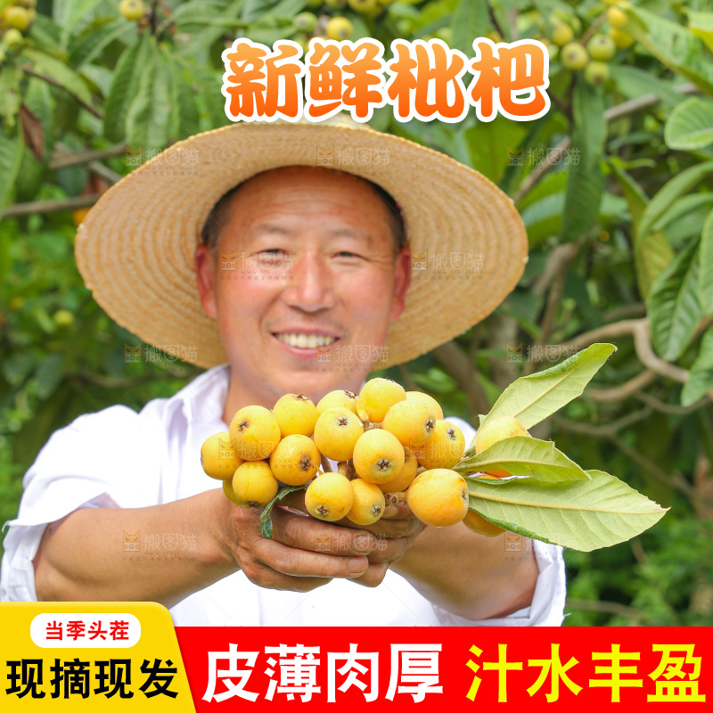 手里拿着现摘枇杷