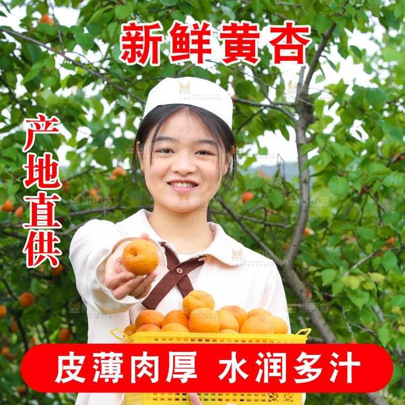 手里拿着新鲜大黄杏