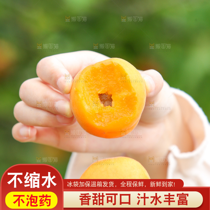 手里拿着新鲜大黄杏