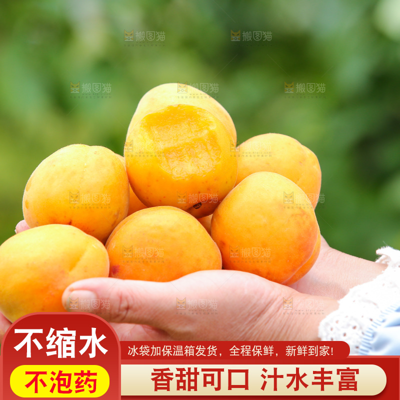 手里拿着新鲜大黄杏