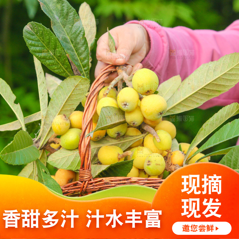 手里拿着现摘枇杷