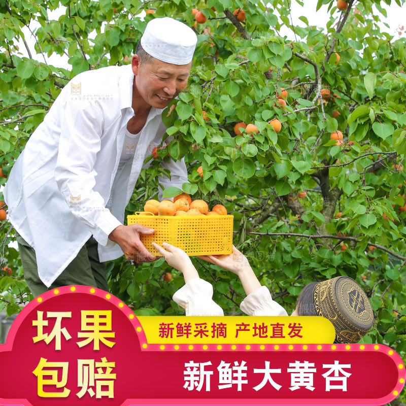 手里拿着新鲜大黄杏