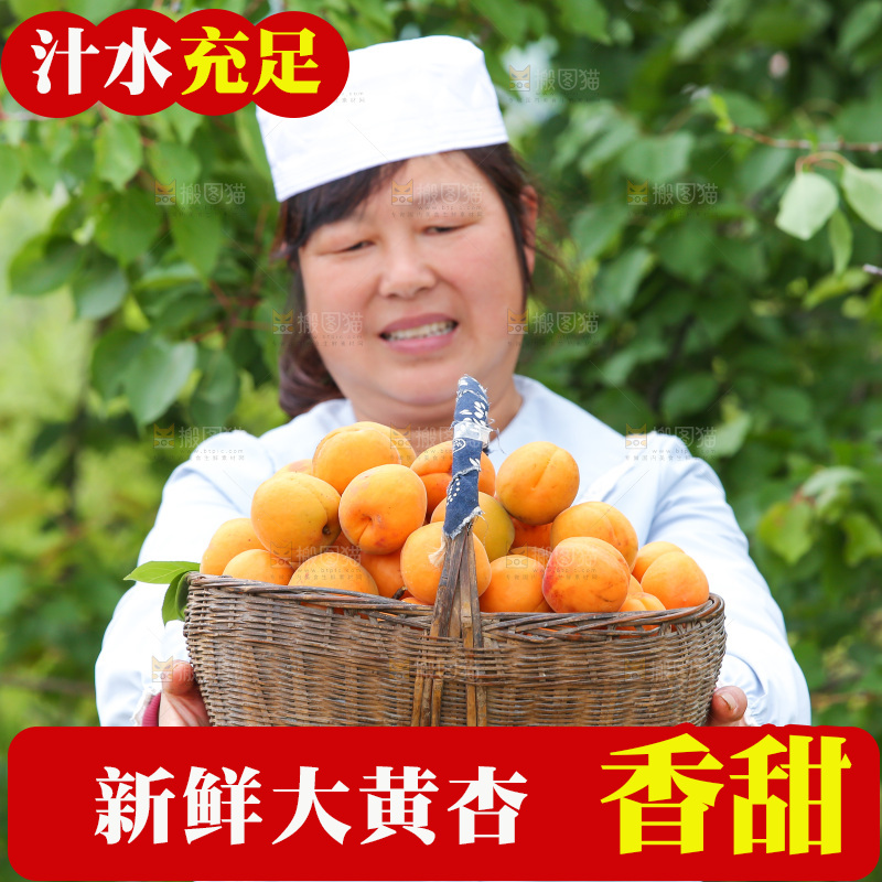 手里拿着新鲜大黄杏