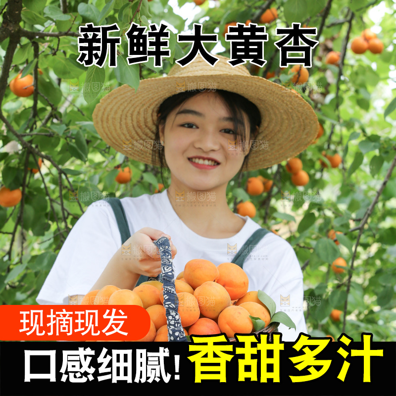 手里拿着新鲜大黄杏