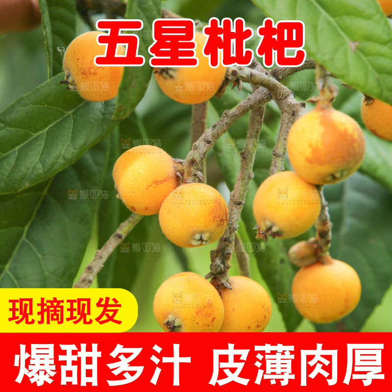 手里拿着现摘枇杷