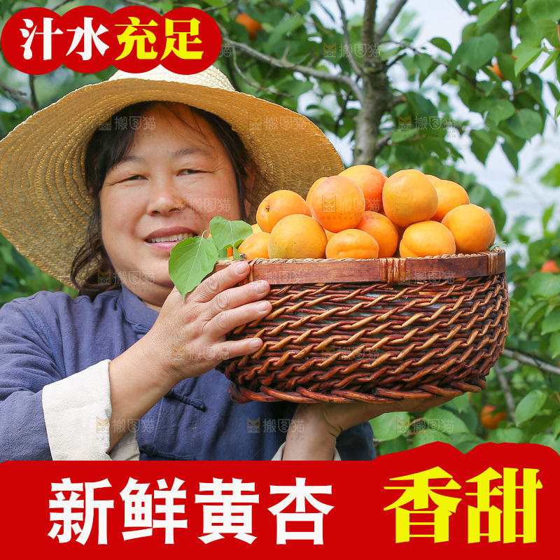 手里拿着新鲜大黄杏