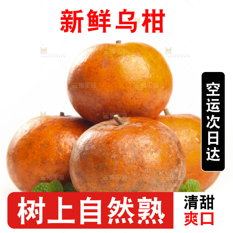 白底上的乌柑
