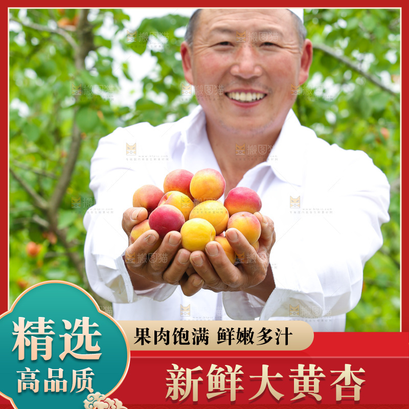 手里拿着新鲜大黄杏