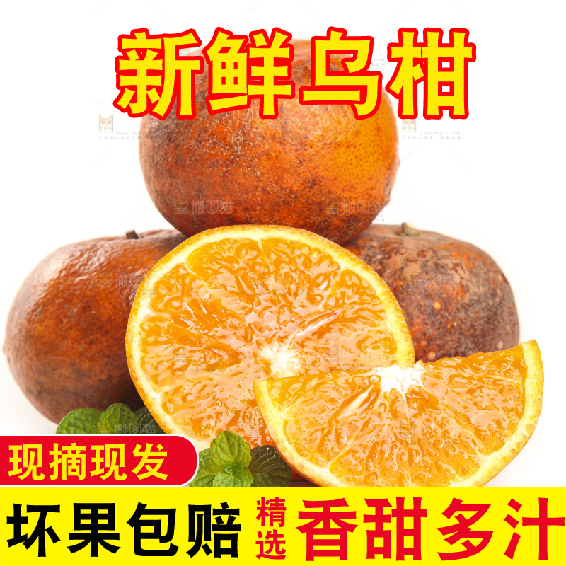 白底上的乌柑