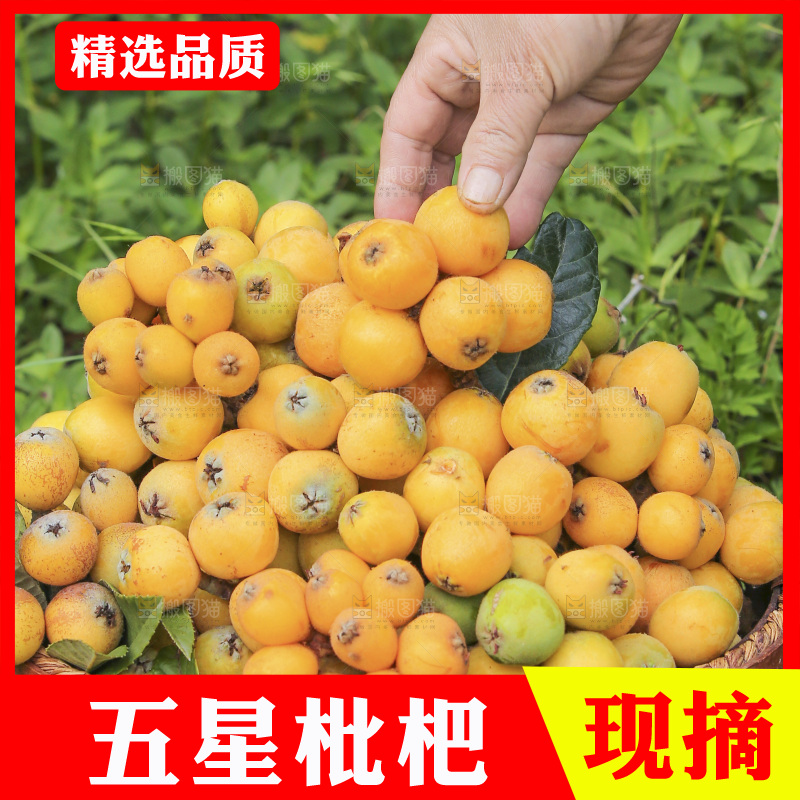 手里拿着现摘枇杷