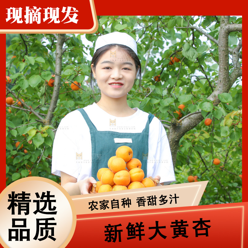 手里拿着新鲜大黄杏