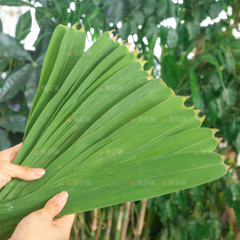深底上的新鲜粽叶