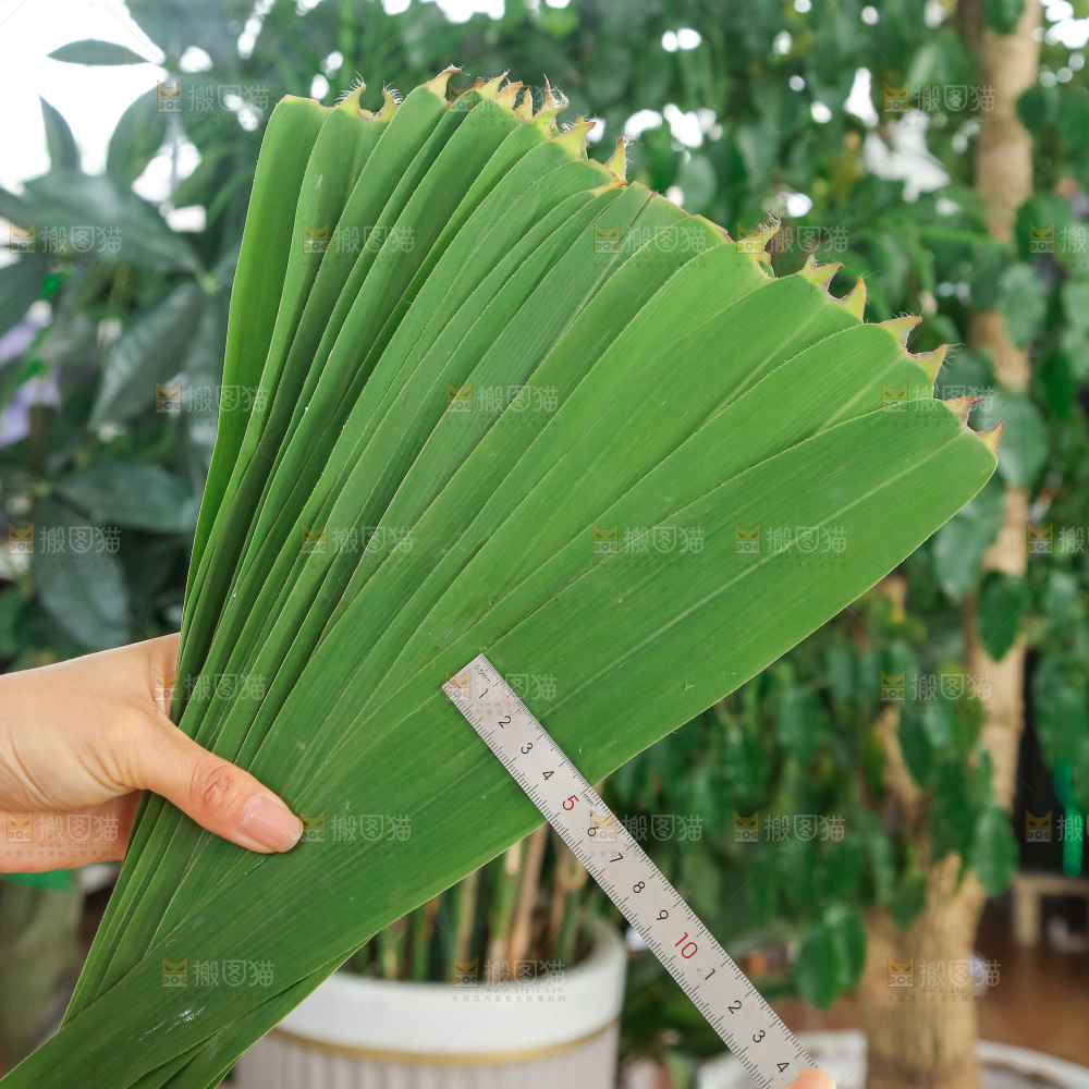 深底上的新鲜粽叶