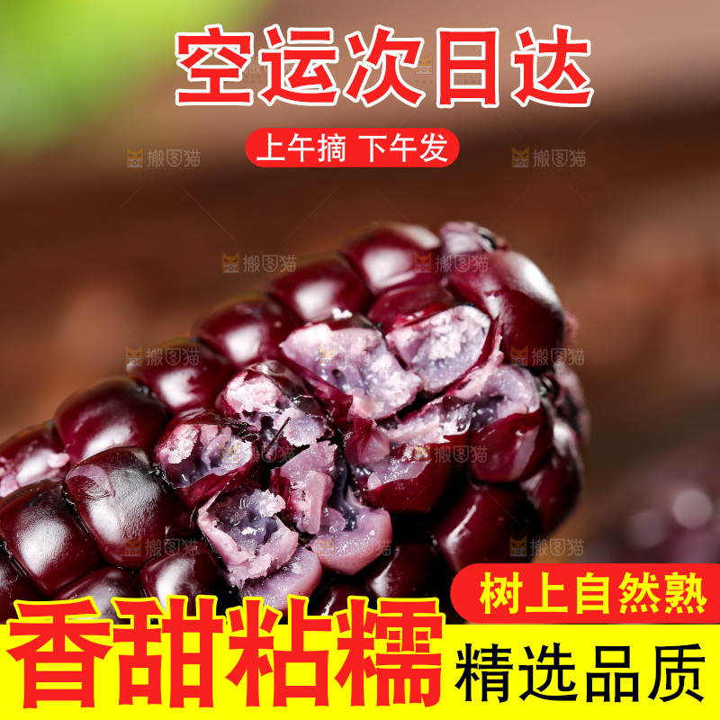木底上的黑糯拇指玉米
