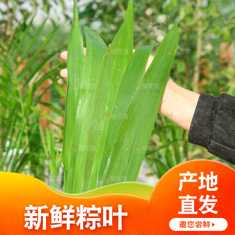 深底上的新鲜粽叶