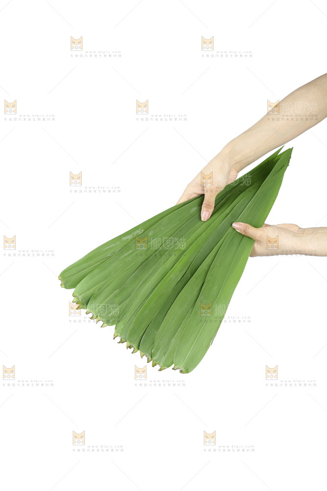 白底上的粽叶