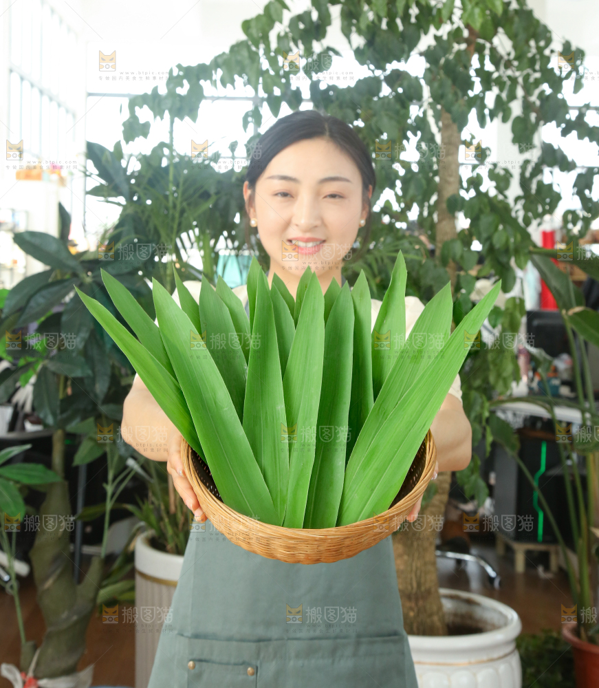 手里拿着新鲜粽叶