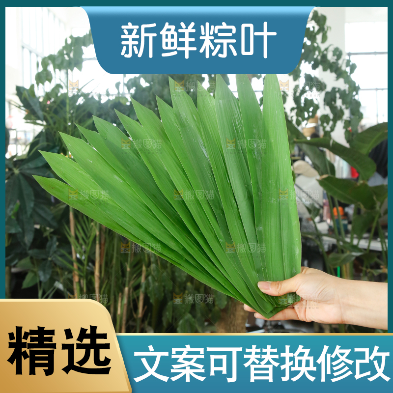 手里拿着新鲜粽叶