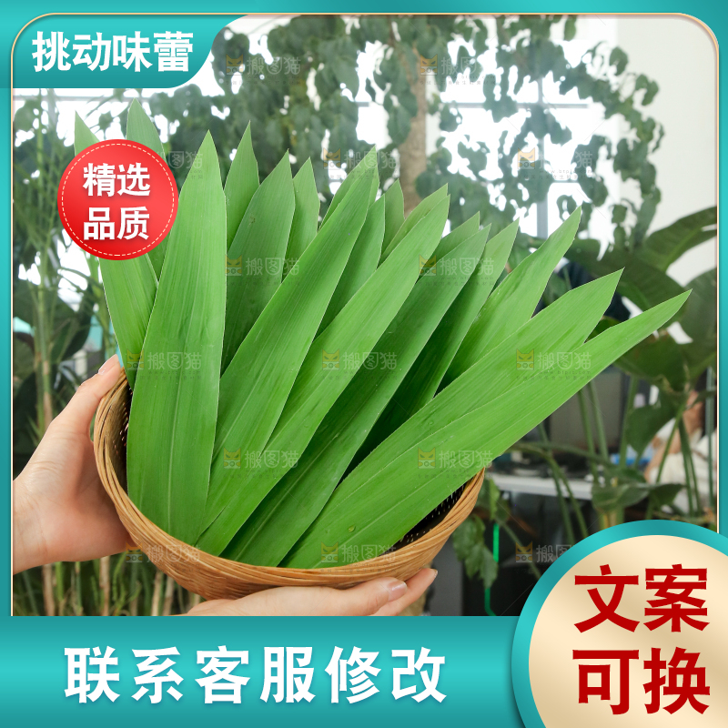 手里拿着新鲜粽叶