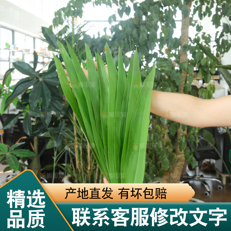 手里拿着新鲜粽叶