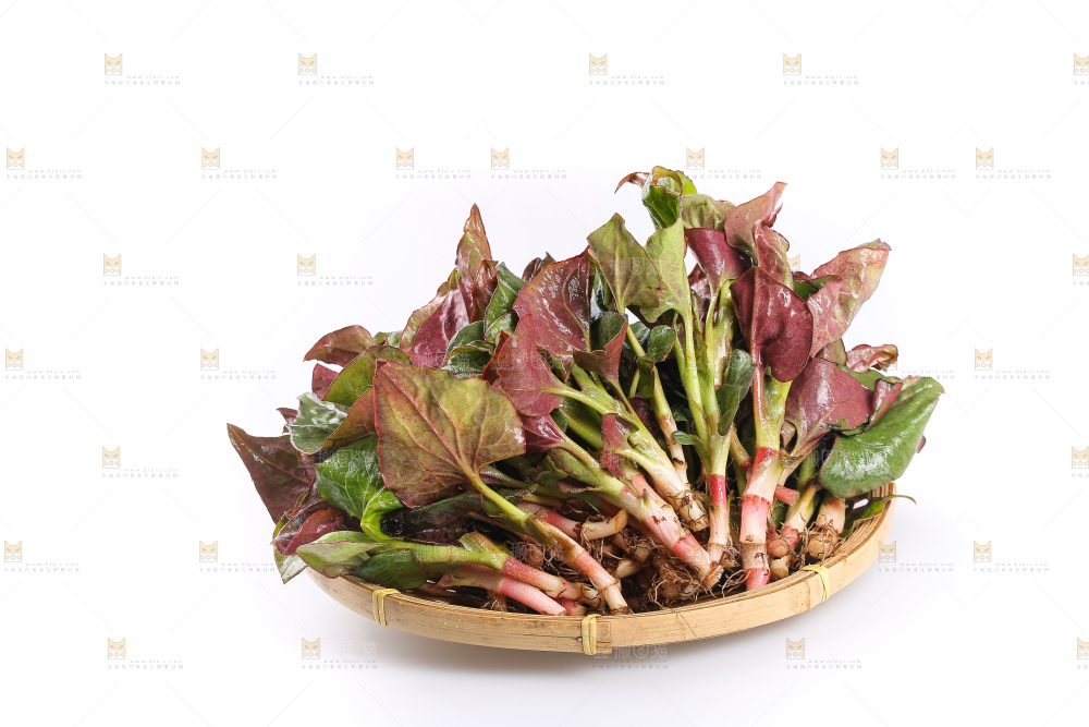 白底上的鱼腥草叶