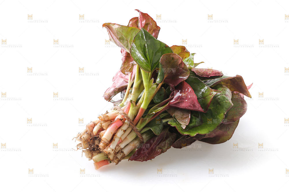 白底上的鱼腥草叶