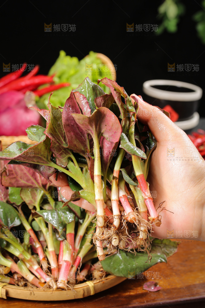 深底上的鱼腥草叶