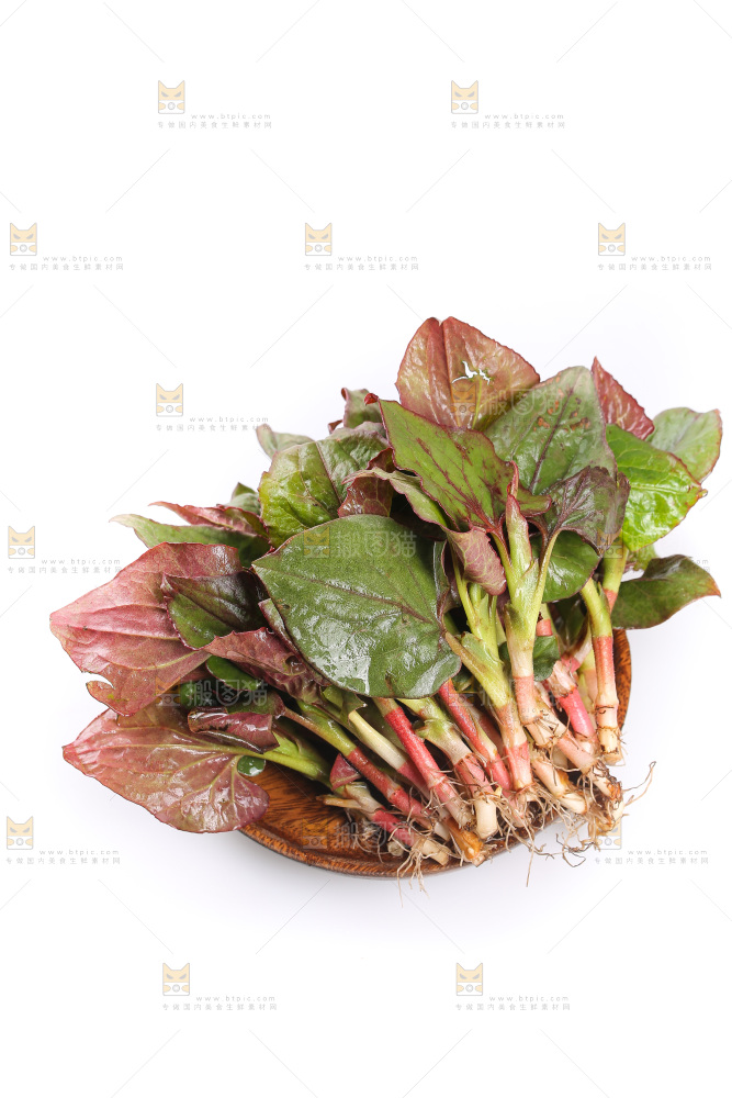 白底上的鱼腥草叶