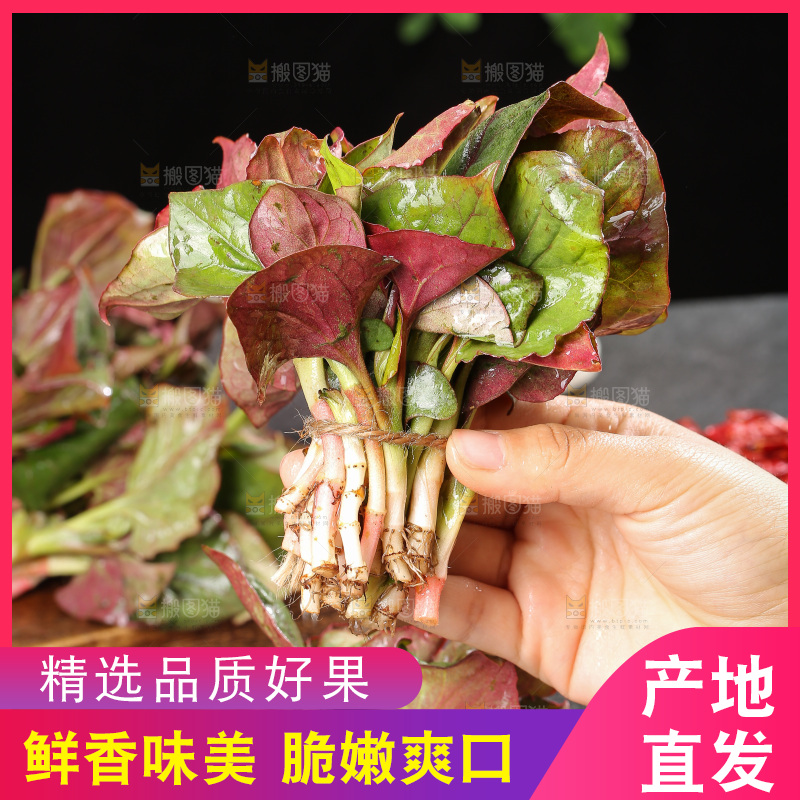 深底上的鱼腥草叶