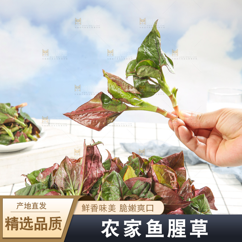 浅底上的鱼腥草