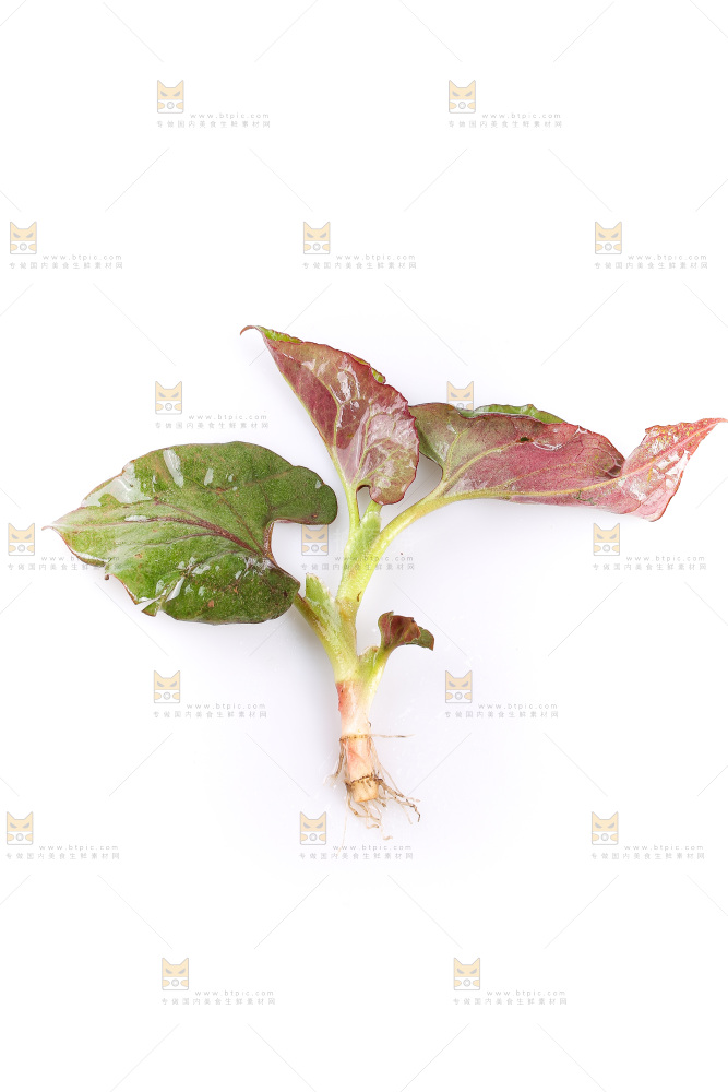 白底上的鱼腥草叶