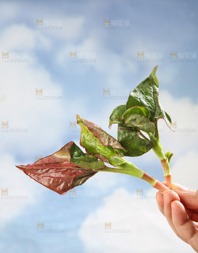 浅底上的鱼腥草
