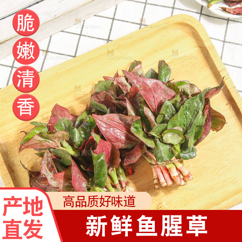 浅底上的鱼腥草