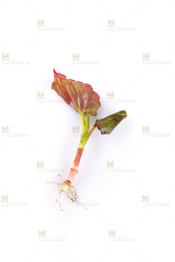 白底上的鱼腥草叶