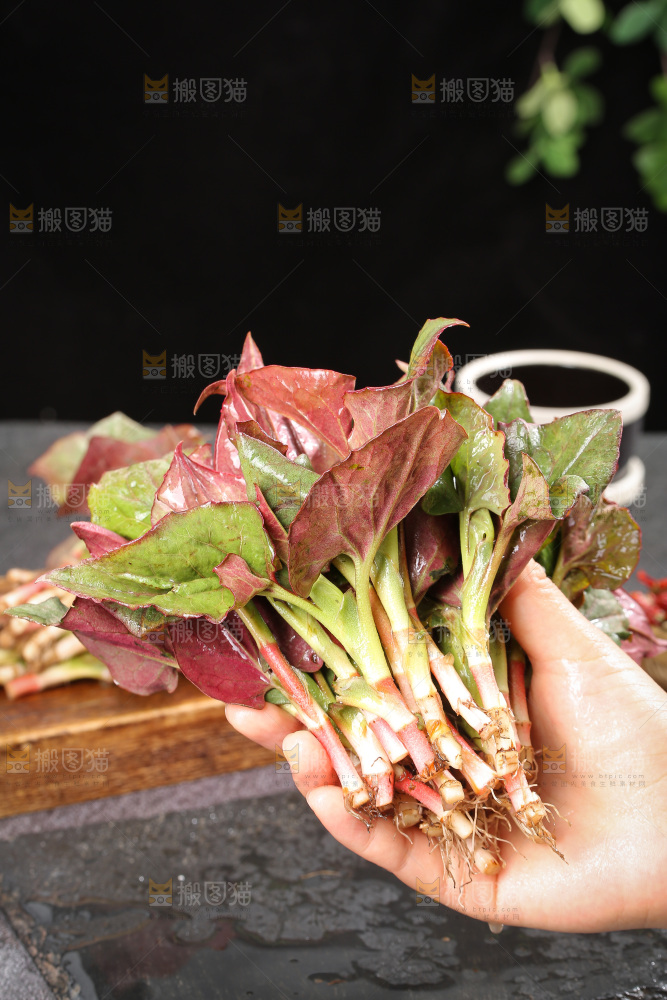 深底上的鱼腥草叶