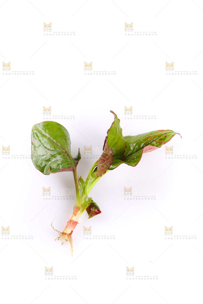 白底上的鱼腥草叶