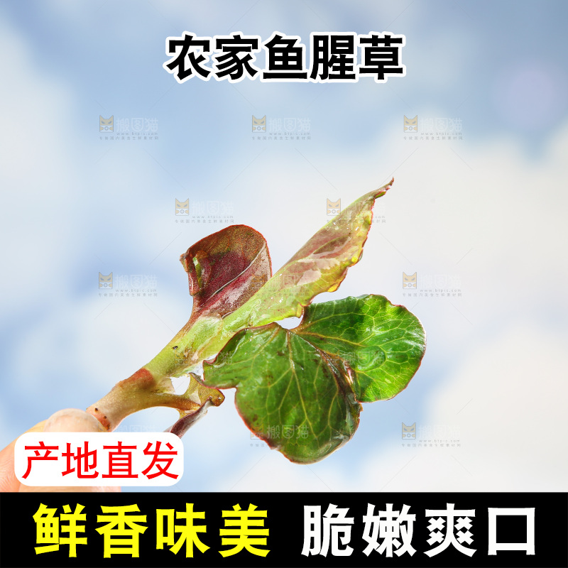 浅底上的鱼腥草