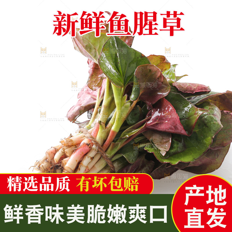 白底上的鱼腥草叶