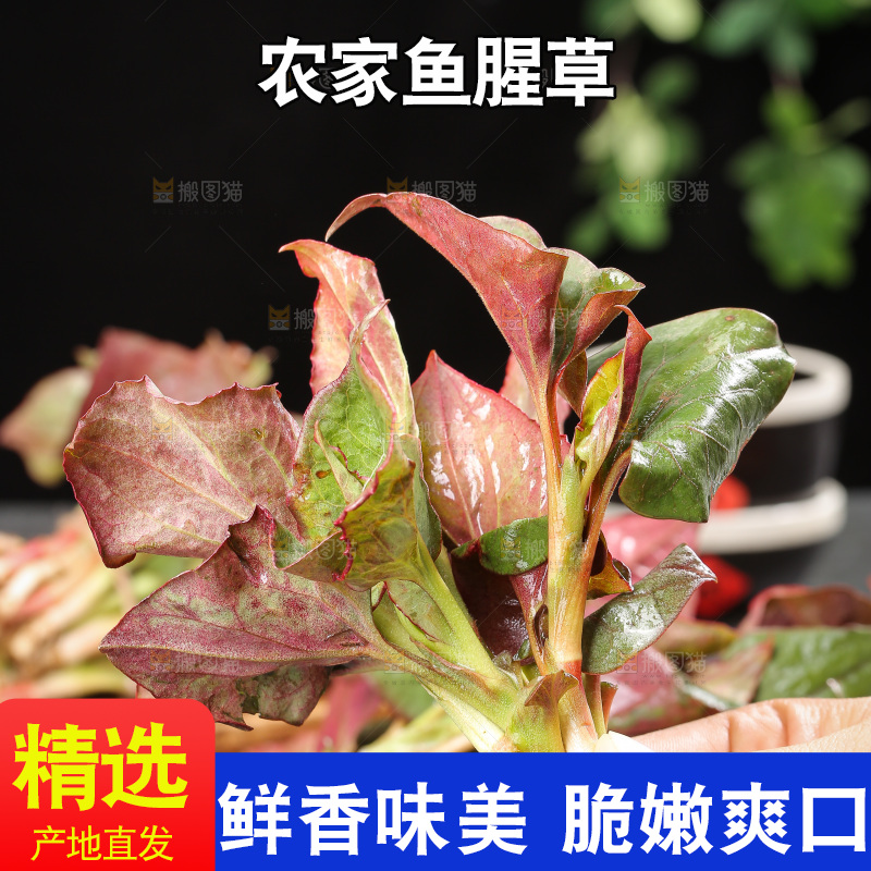 深底上的鱼腥草叶
