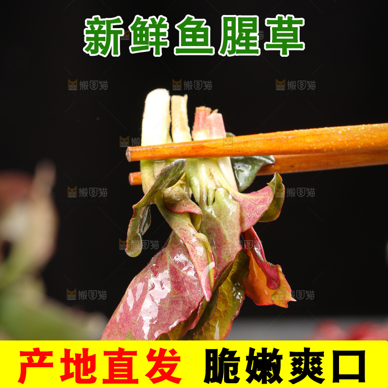 深底上的鱼腥草叶