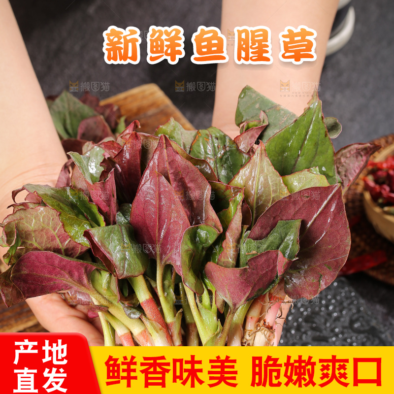 深底上的鱼腥草叶