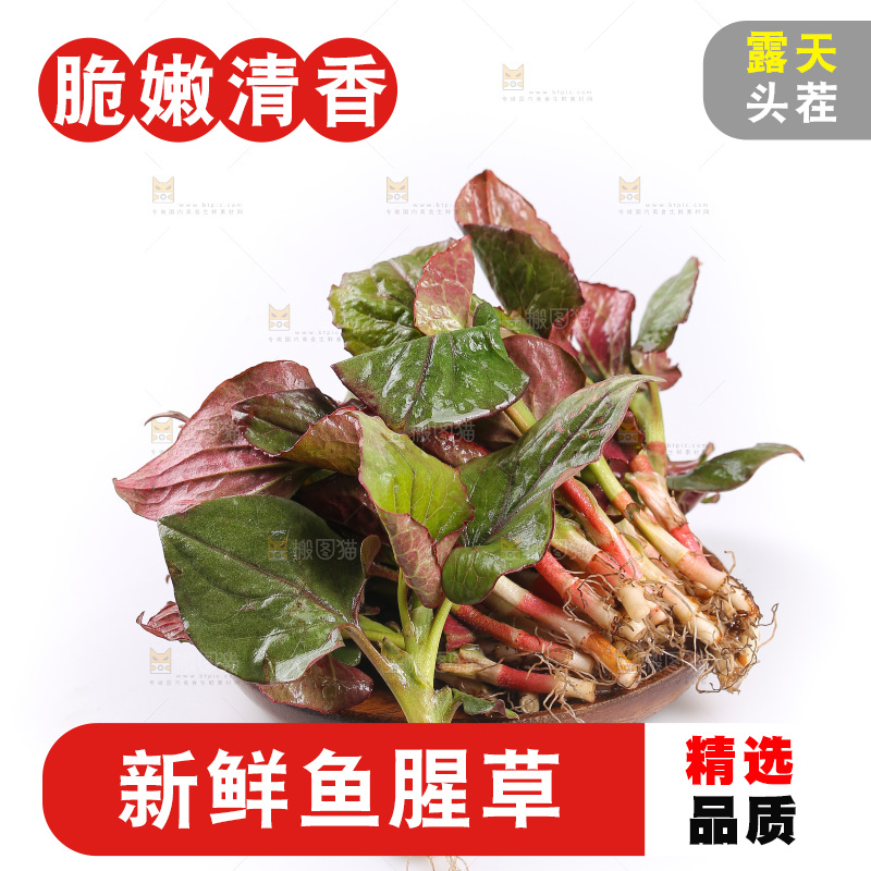 白底上的鱼腥草叶