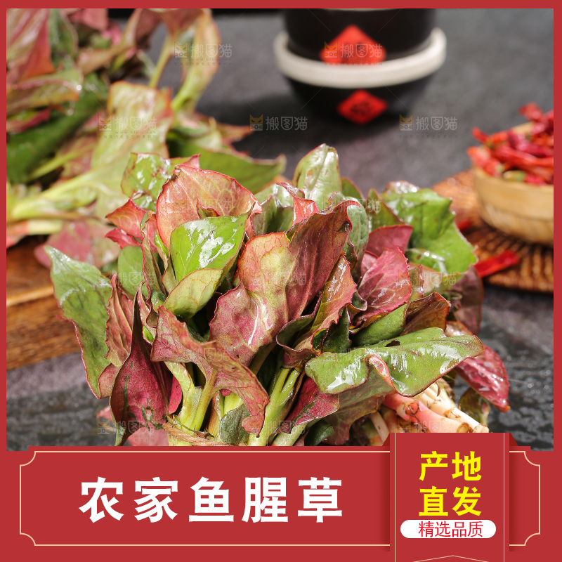 深底上的鱼腥草叶