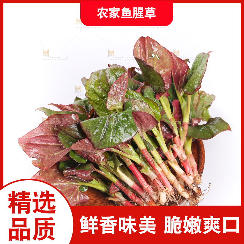 白底上的鱼腥草叶