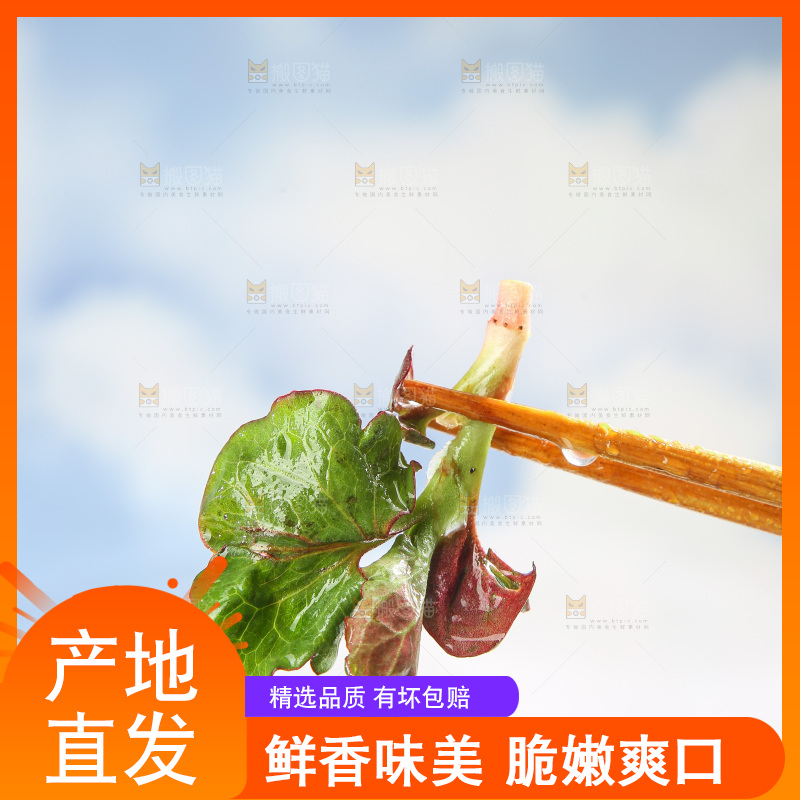 浅底上的鱼腥草