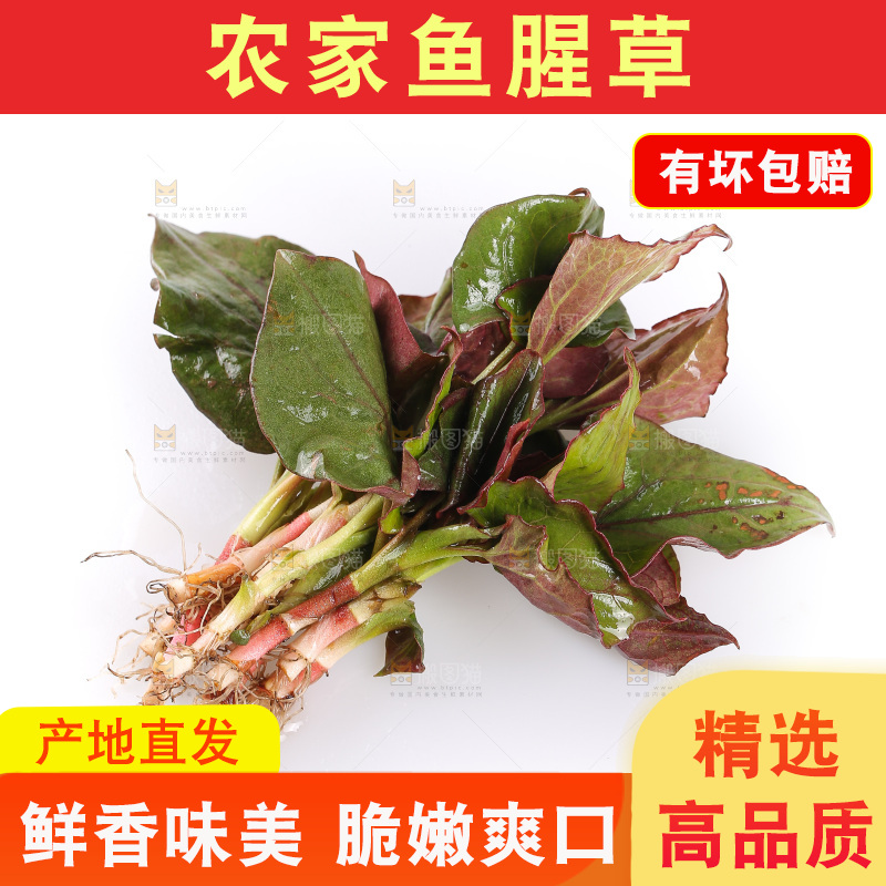 白底上的鱼腥草叶