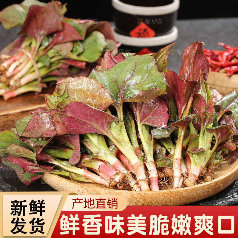 深底上的鱼腥草叶