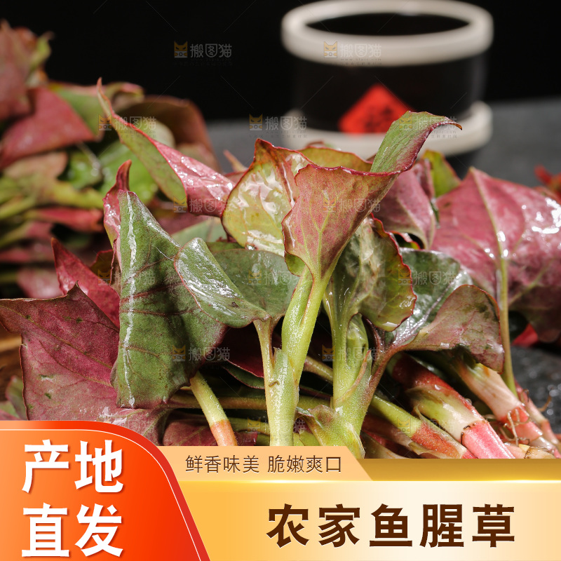 深底上的鱼腥草叶